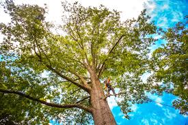 Best Storm Damage Tree Cleanup  in Missouri City, TX