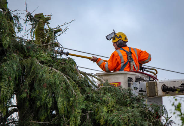 Missouri City, TX Tree Services Company