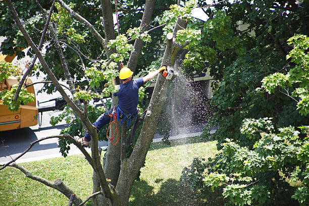 Best Landscape Design and Installation  in Missouri City, TX